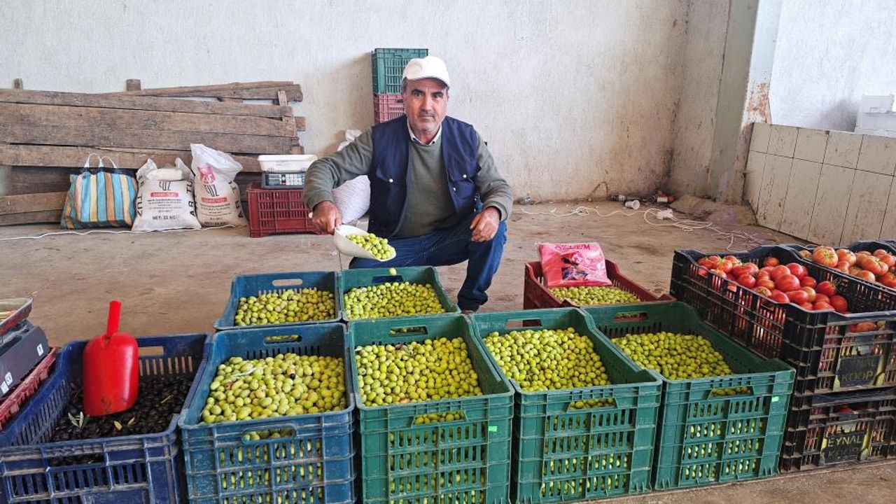 Kütahya'da Evde Zeytin Yapımına Büyük İlgi: Fiyatlar 70 Liradan Başlıyor
