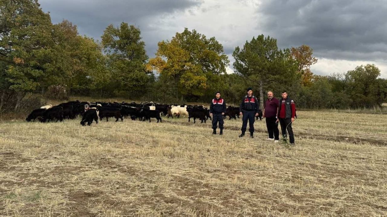 Kütahya’da köylü nefes aldı: Kayıp onlarca hayvan bulundu