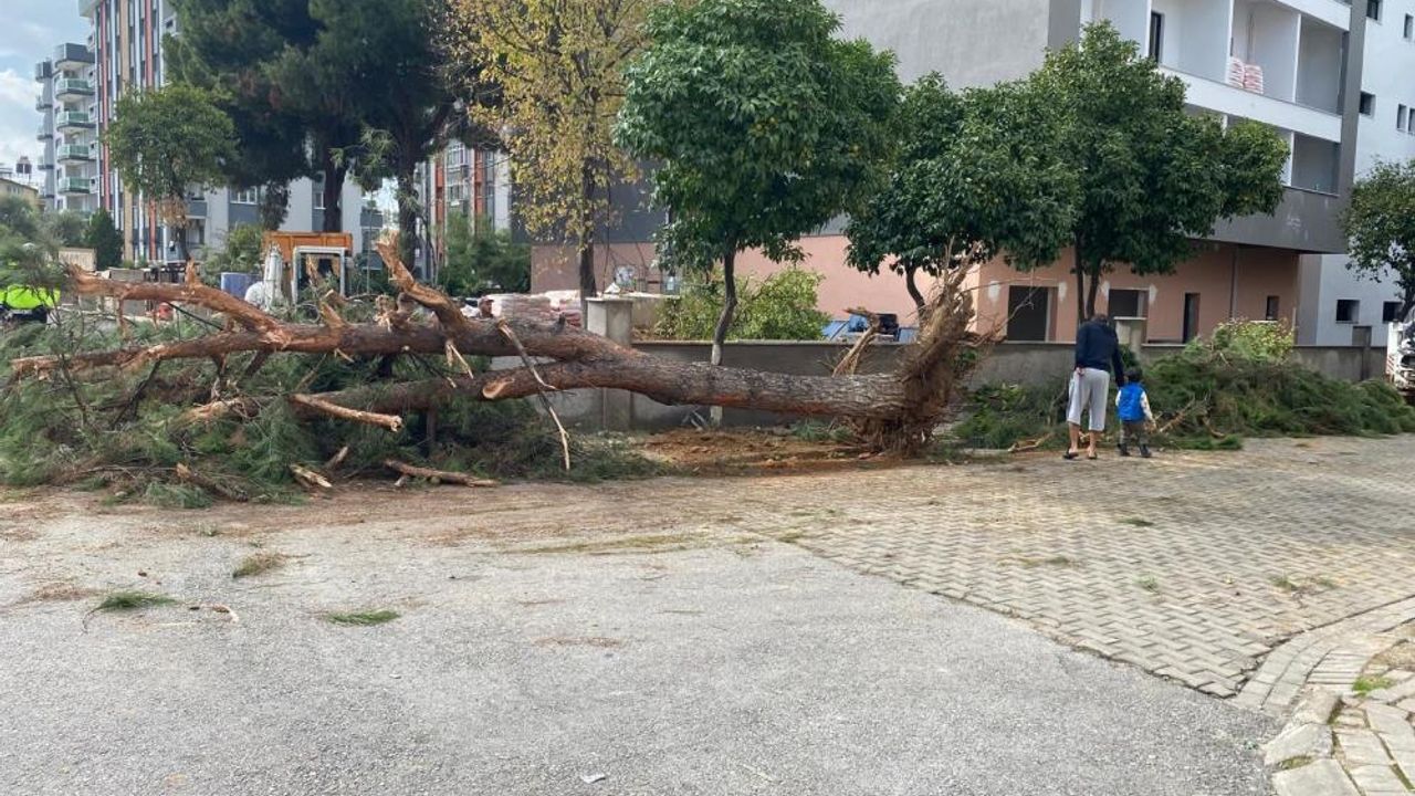 Kuruyan çam ağacı yol ortasına devrilerek panik yarattı