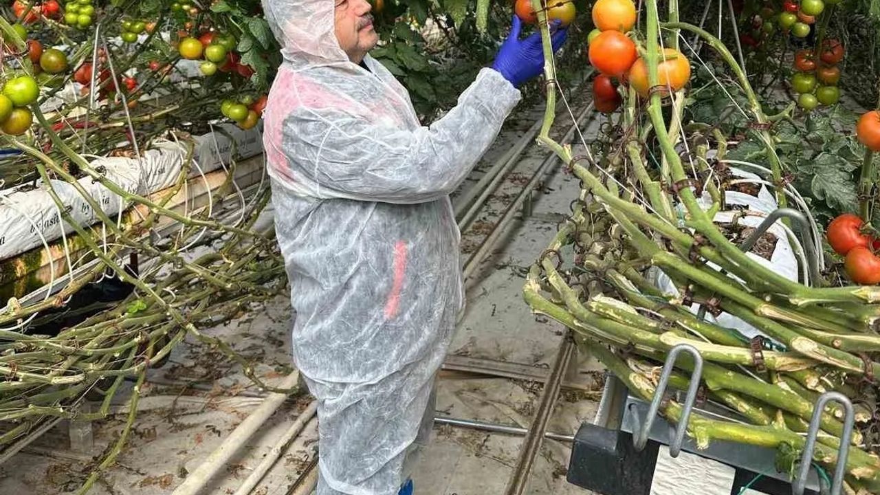 Domateslerde gizli tehlike: Virüs incelemesi yapıldı