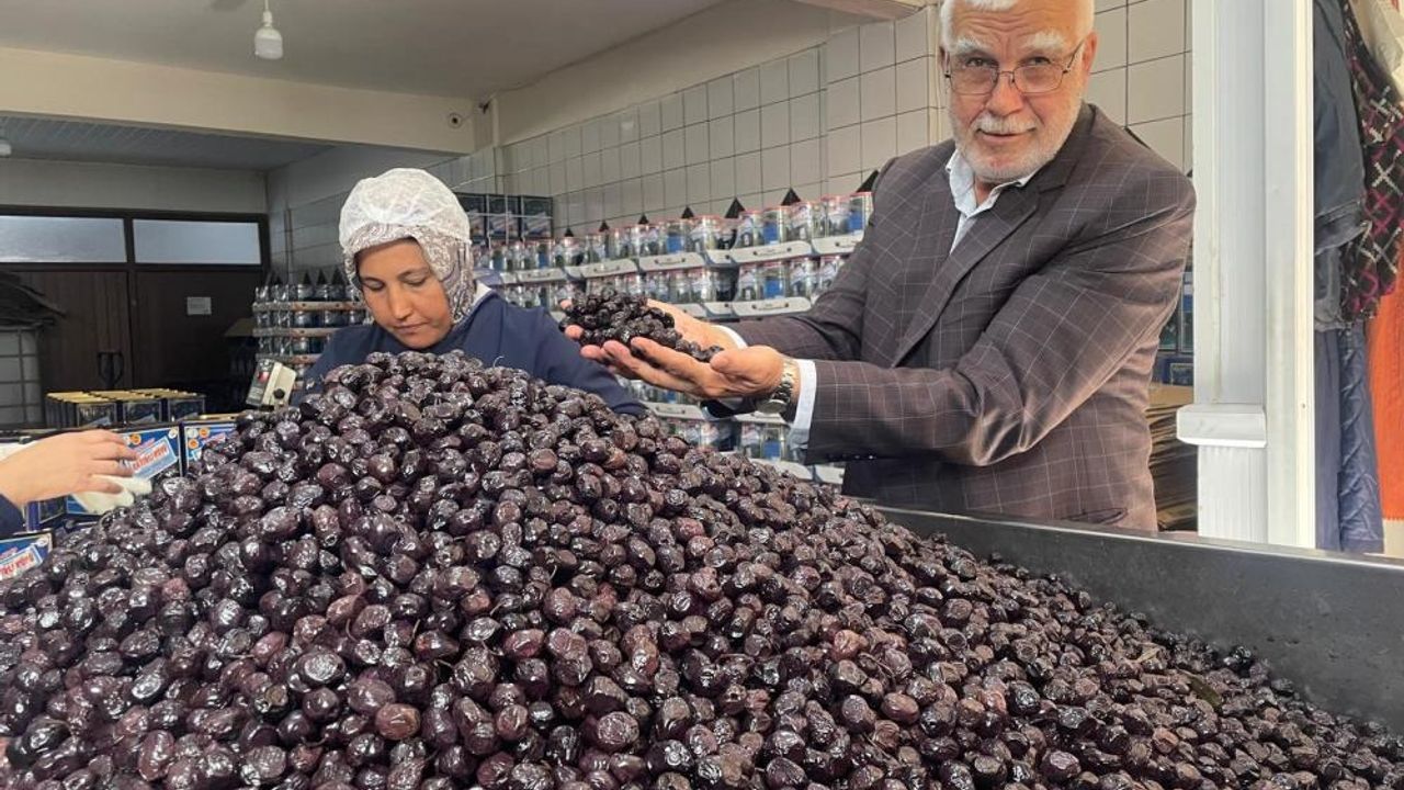 Sofralık zeytinlerin büyük bölümünü 2 şehir üretecek