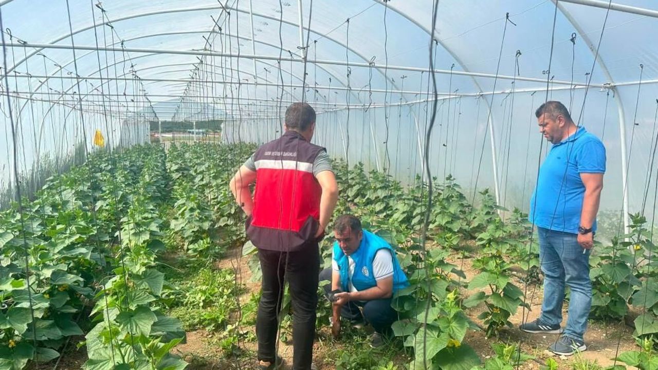 Kütahya'da cezaevi serası üretim yuvası oldu