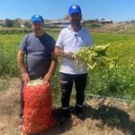 Şeker fasulye yüzleri güldürdü
