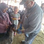 Emet'te küçükbaş hayvanlara küpeleme ve aşılama çalışması gerçekleştirildi