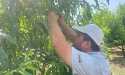 Bursa şeftalisi sezona dalında 50 lirayla başladı