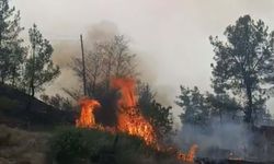 Ormana sıçrayan yangında 7 hektar alan zarar gördü