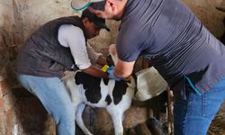Sarıayak Köyü’nde Şap ve Brusella Aşısı Uygulandı