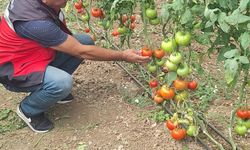 Kütahya'nın Eynal Domatesleri Standart Testinden Geçti