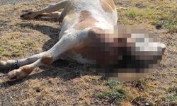Boğazı kesilmiş inek köyde panik yarattı