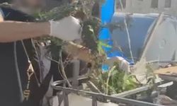 Bu kadarı pes dedirtti: İş yeri çatısında kenevir yetiştirdiler