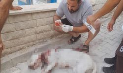 Sokak Köpeğine Silahlı Saldırıya Tutuklama