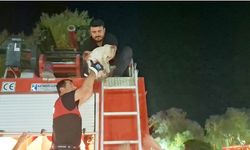 Hisarcık’ta Mahsur Kalan Kediye İtfaiye Yardımı