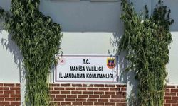 Jandarmadan Soma’da Kenevir Operasyonu
