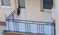 Kedi Balkonda Terk Edildi, Polis Devreye Girdi