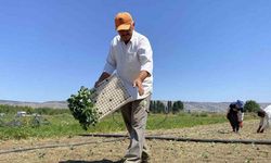 Kütahya'nın komşusunda çiftçi zora girdi