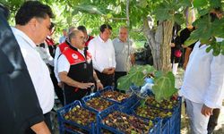Lezzetiyle ünlü Havran incirinde hasat zamanı