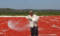 Tarlalarda Domates Kurutma Zamanı: Renkli Görsel Şölen