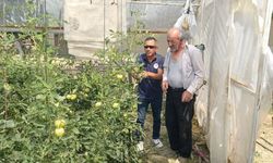 Tavşanlı’da seralarda hastalığa karşı önlem alındı