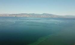 Kirlilik Ege Denizi'ni vurdu, sardalya hayal oldu