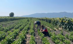 Kütahya'da  Fasulye Tohumları Kontrol Edildi