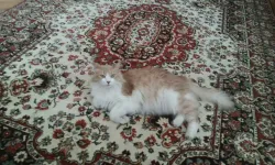 Çiğli’de kayıp kedi için 5 bin lira ödül