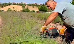 Kütahya'da 'mor bahçe' güzelliğiyle büyülüyor