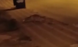 Tilki Yiyecek Ararken Sokak Kedisinin Hedefi Oldu