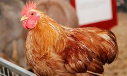Tavuk üretiminde düşüş oranı açıklandı