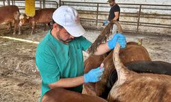 Kütahya'da Bulaşıcı Hastalıklara Karşı Önlem: İthal Hayvanlar Denetlendi