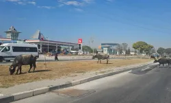 Kütahya’da Mandalar Otogar Önünde Gündem Oldu! “Bu Mandalara Araba Çarpsa Sorumlusu Kim?”