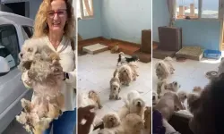 Köpekleri Kafeslerde Saklayan Kadına Yine Ceza