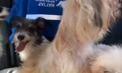 Şikayet Üzerine 20 Köpek Tahliye Edildi