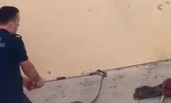 Bahçeye Giren Yılan Korku Dolu Anlar Yaşattı