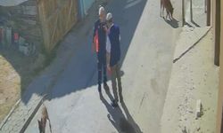 Beslediği köpekleri şikayet ettiği için yaşlı adamı darp etti