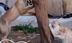 Bozüyük’te İlginç An: Sokak Kedisi ve Tilki Birlikte Eğlendi