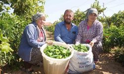 Ege'nin ünlü Emcelli Biberi yok oluyor