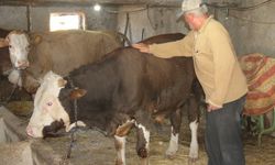 Emekli mühendis huzuru köyde buldu: ''Ayda bir şehre inerim''