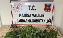 Manisa’da Kenevir Operasyonu: Şüpheli Tutuklandı
