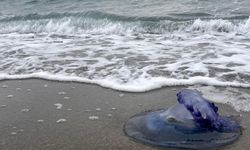 Deniz anaları sahile çıktı, görenler şaşkınlığa uğradı
