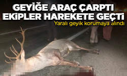 Kütahya'da Vatandaşlar yolda can çekişen geyiği kurtardı