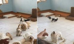 İzmir’de 20 Köpek Sağlıksız Evden Kurtarıldı: Sahibine 830 Bin TL Ceza