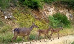 Kızık geyikler sonbaharın tadını çıkartırken görüntülendi
