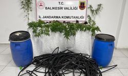 Tarla, zehir bahçesi çıktı: 1 tutuklama