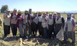 Patateste verim çiftçilerin yüzünü güldürdü