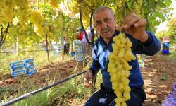 Bağcının yüzü asıldı: Üzüm fiyatları geriledi