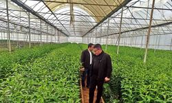Çiftçilere Teknik Eğitim Gezisi: Simav Seraları İlgi Odağı Oldu
