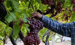 Manisa’da 1,7 kiloluk üzüm hayran bıraktı