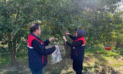 Zararlılara Karşı Önlem: Kiraz ve Vişnede Numune Toplandı