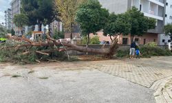 Kuruyan çam ağacı yol ortasına devrilerek panik yarattı