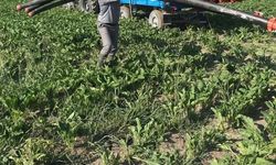 TÜRKŞEKER’in Pancar Fiyatı Kütahyalı Çiftçilere Darbe Vurdu! “Çiftçi Kan Ağlıyor, Bu Fiyat Kurtarmaz”